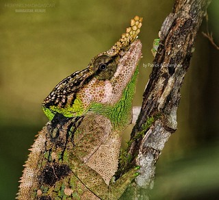 Green-eared chameleon (Calumma malthe) - 20191227151921_IMG_9696-01-01