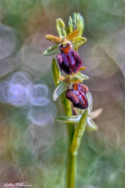 Ophrys sphegodes bokeh.