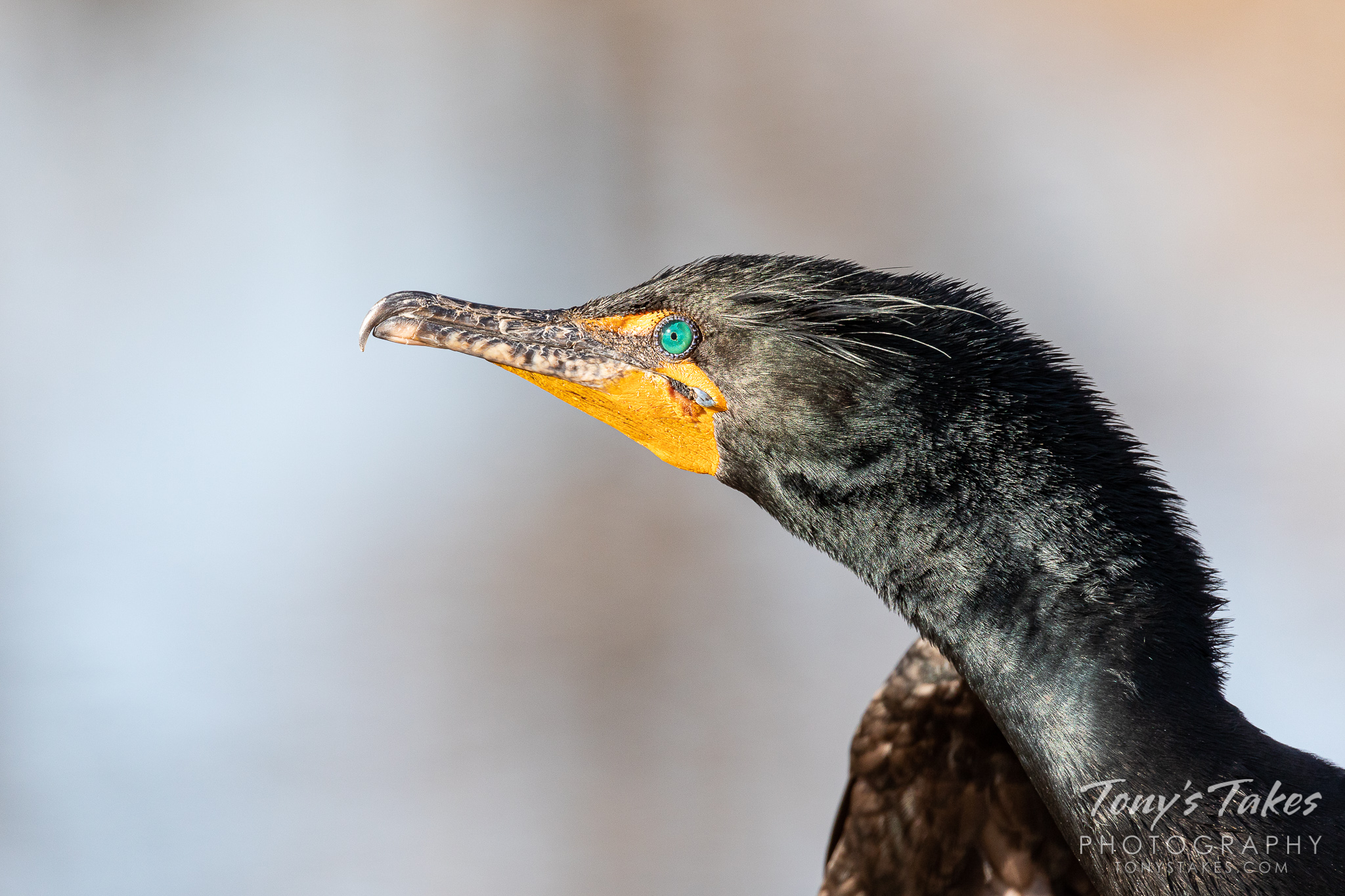 Double-crested cormorant up close and personal