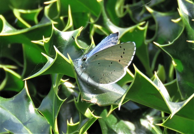 Holly Blue, Male
