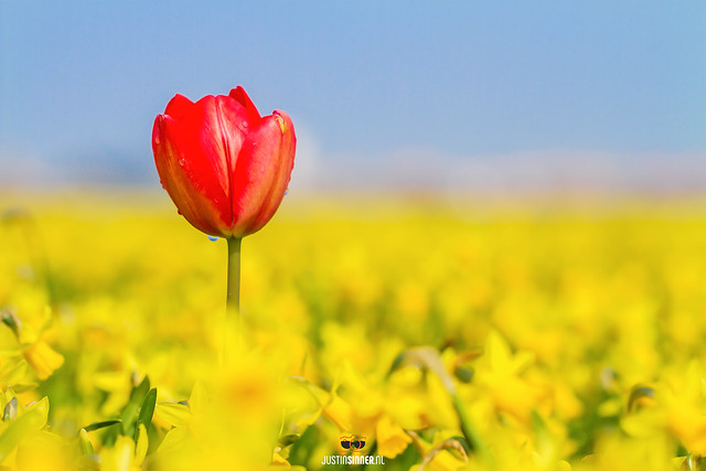 Texel Tulips
