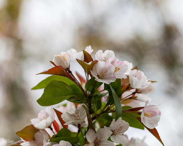 Cherry Flower Bouquet-3.jpg