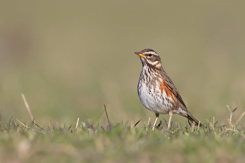Turdus iliacus | Redwing | rödvingetrast