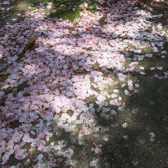 春の名残り Beautiful cherry blossom petals