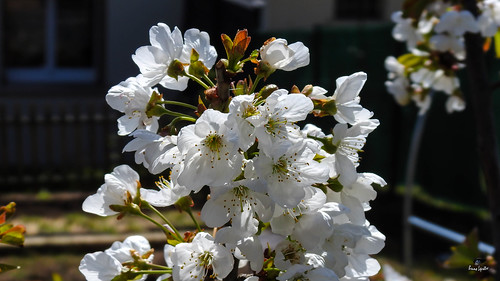 arbre vegetaux cerisier fleur