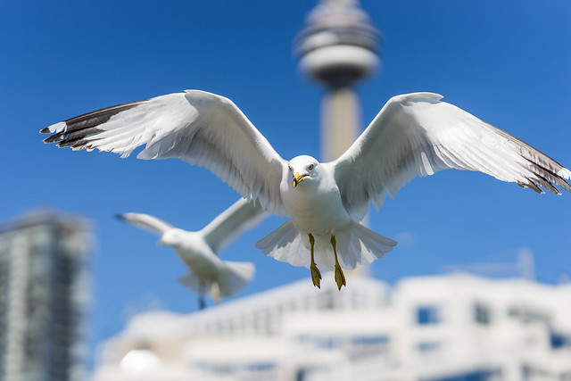 Ring-billed seagulls on a sunny day at the Toronto Harbourfront, Lake Ontario