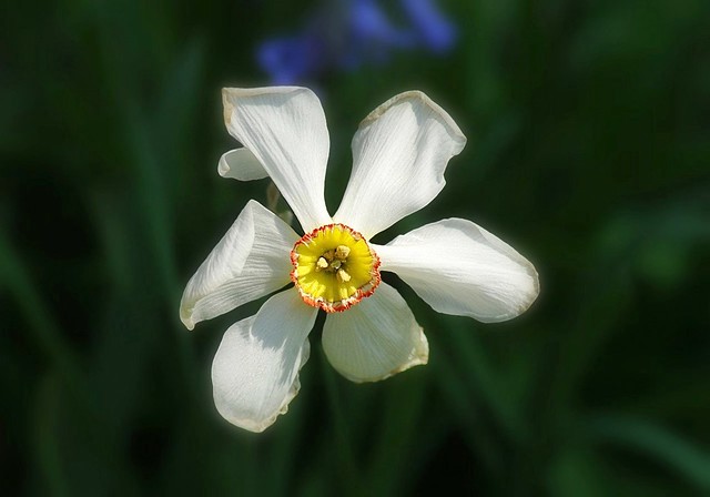 Narcisse blanc