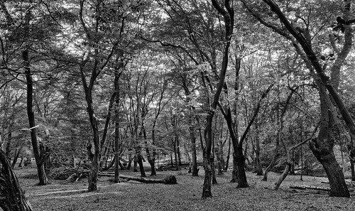 forest wood oak tree hornbeam woodland plant monochrome blackwhite glade niksilverefexpro2