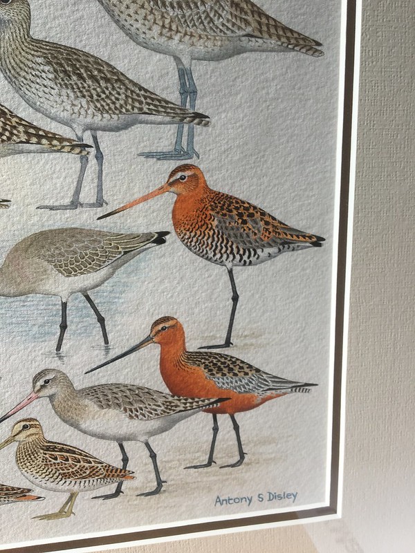 Godwits from @LionelGodwit 2