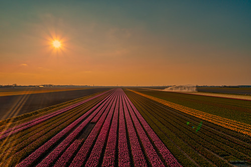 Colourfest. by Alex-de-Haas, « If you appreciate my work and would like to support me becoming an independent photographer, becom