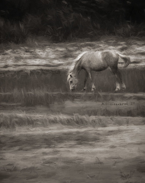Charcoal Drawing of a Wild Chincoteague Pony