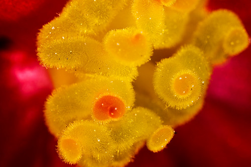 Begonia