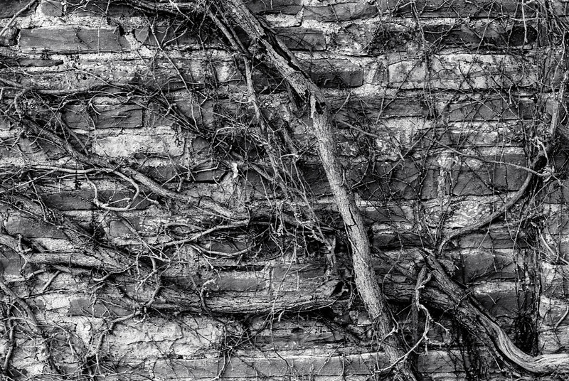 Vines on the Wall_