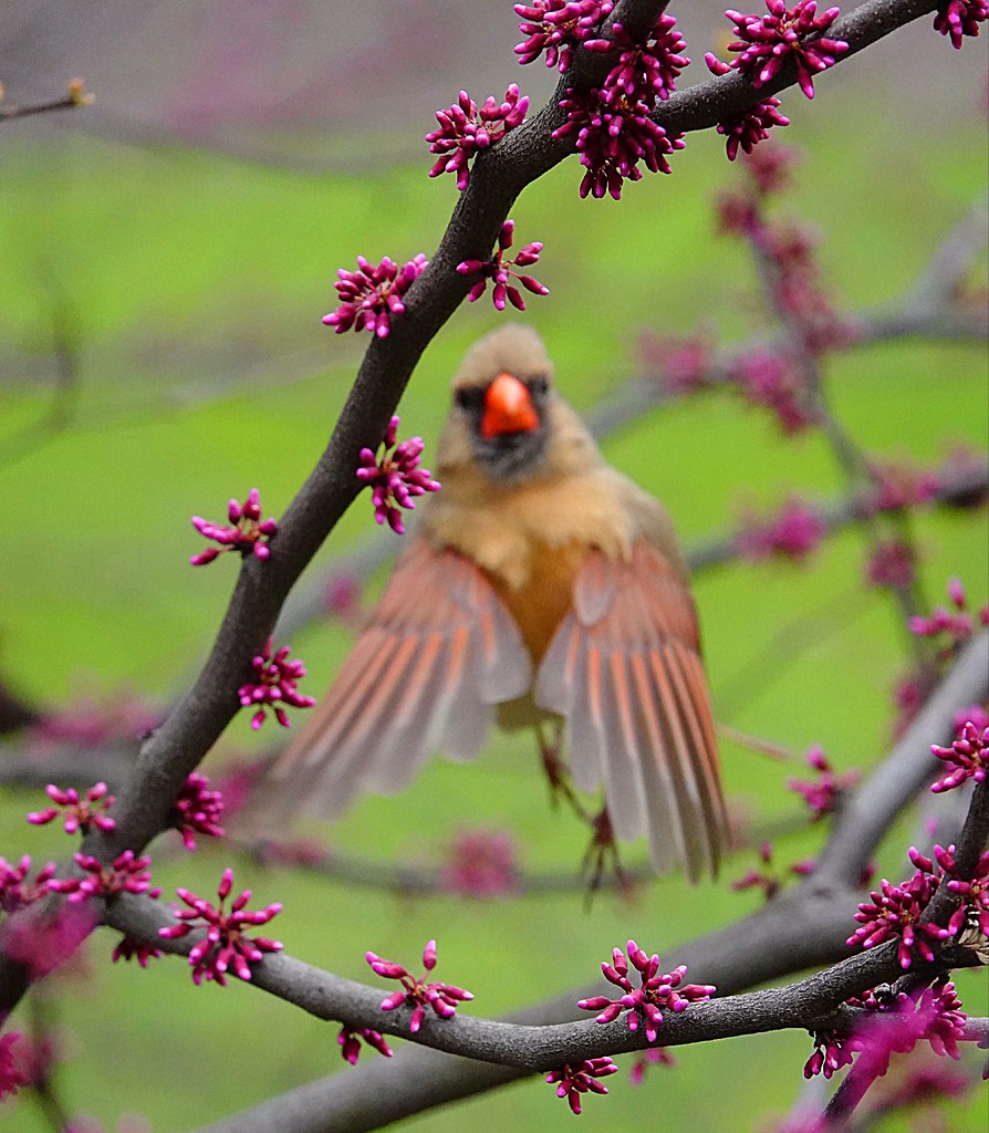 Abstract of a Cardinal take off. #bird #abstractart #abstr… | Flickr