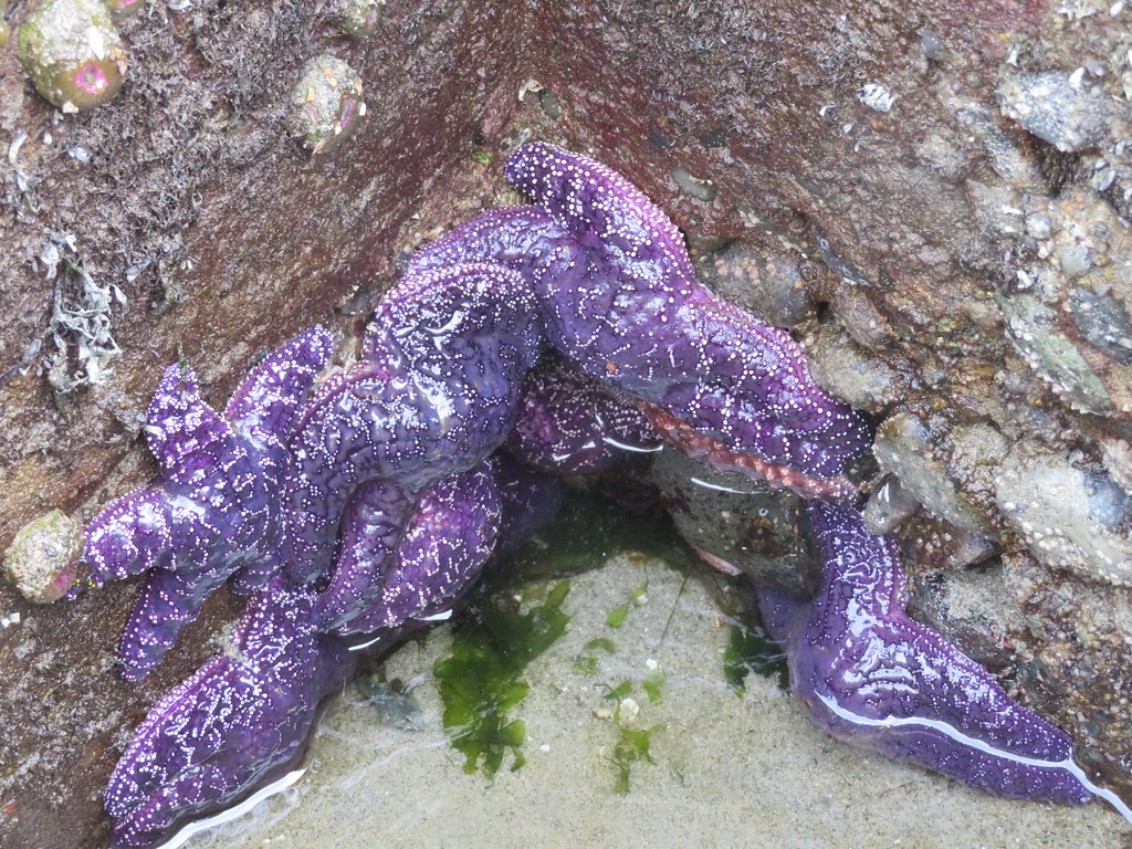 Starfish on the beach.
