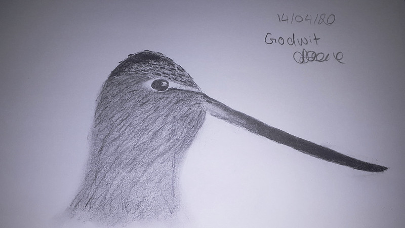 Godwit by Charlotte Dacre (@WholesomeEcol)