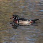 (Carolina) Wood Duck-