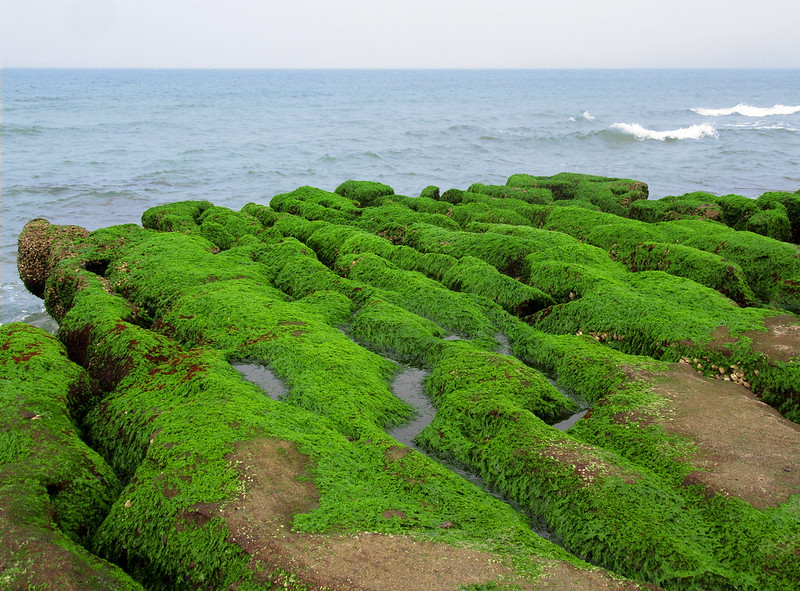 There are other activities to do in Taiwan other than hiking, like enjoying the unique Laomei Green Reef 老梅綠石槽