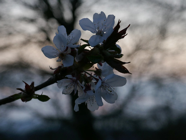 dusk, cherry blossom