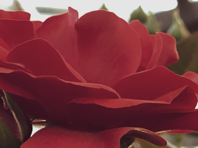 Garden rose| Rosa chinensis
