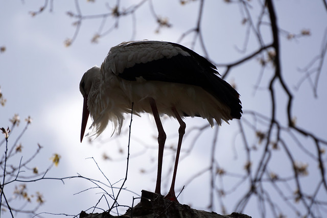 backlit stork - Storch im Gegenlicht