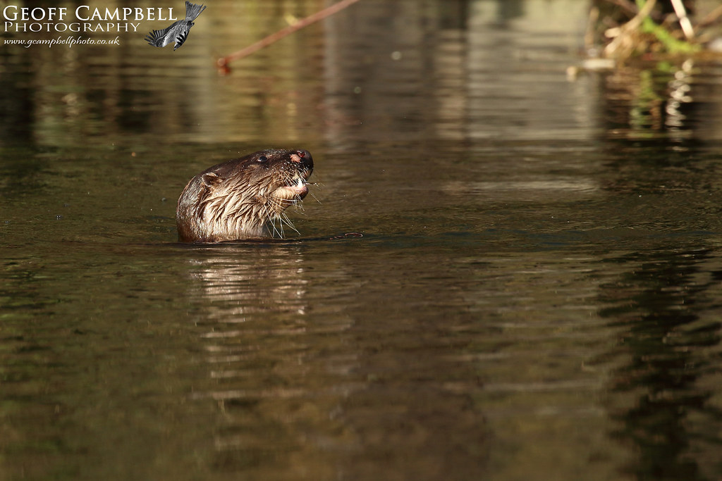 Hunting Otter (Lutra lutra) | Feeding on small fish last mon… | Flickr