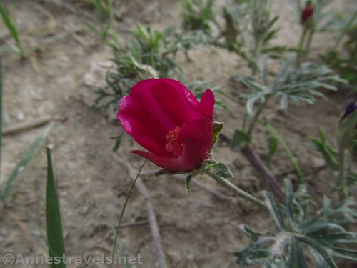 A Purple Poppymallow Flower (that's pink), Monument Rocks National Natural Landmark, Kansas
