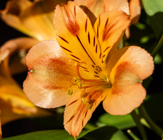 Orange Freesia Flower