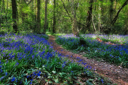 flowers blue wildflowers tipscopse stubbington hampshire uk landscape trees hdr aurora canon eos7dmkii efs1018isstm sundaylights