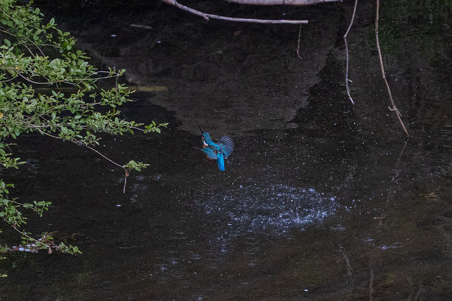 There was a kingfisher.