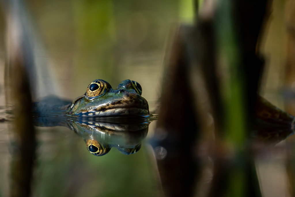 Frosch, Bokeh 2 - explored / Flickr’s Top 25 2020