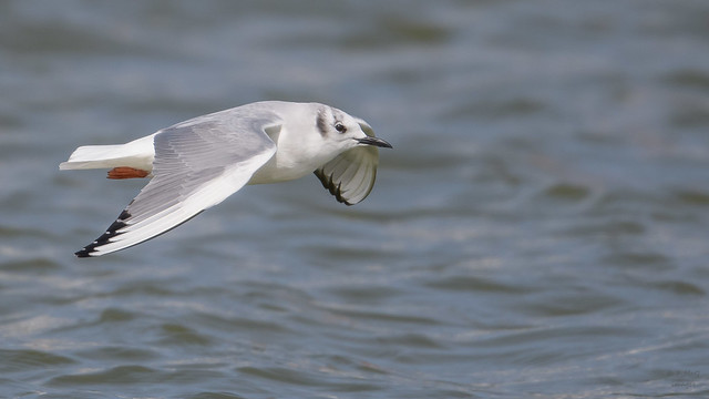 Bonaparte's Gull 2737