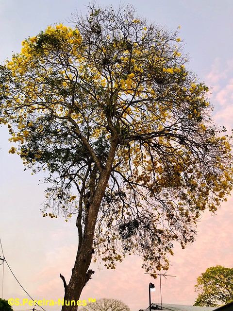 Ipê amarelo num céu especial, Yellow Trumpet Tree and a nice background, Paramaribo, Suriname