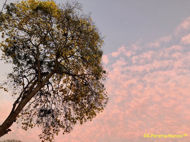 Ipê ao entardecer, Yellow Trumpet Tree at the twilight... Suriname