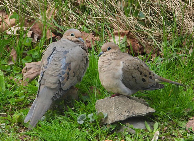 A Pair Of Doves