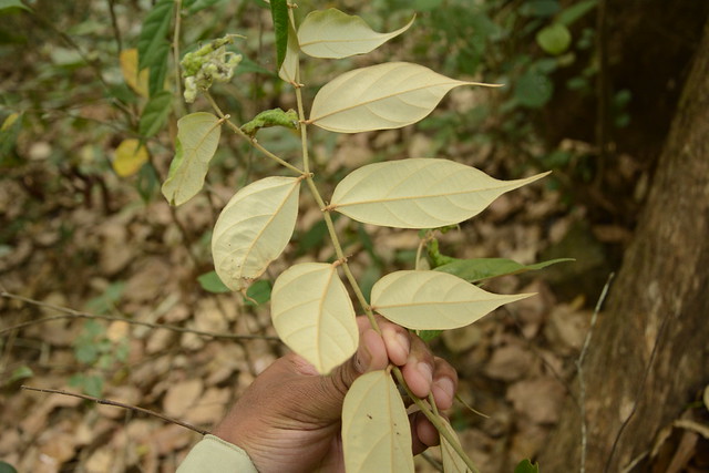 Pterospermum rubiginosum (2)