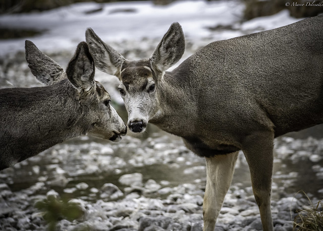 Mule deer social distancing