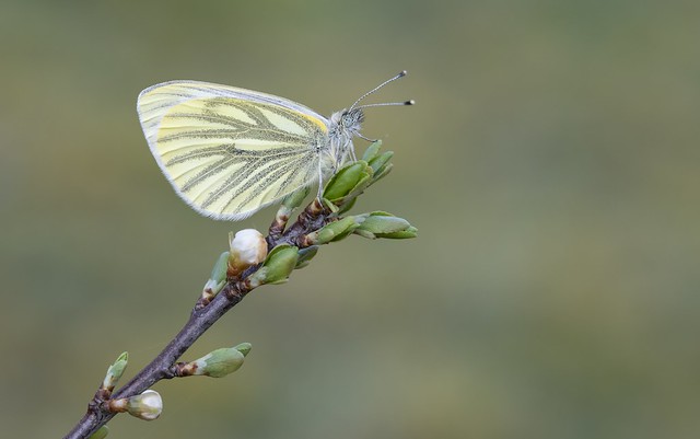 Green-veined White (Pieris napi).