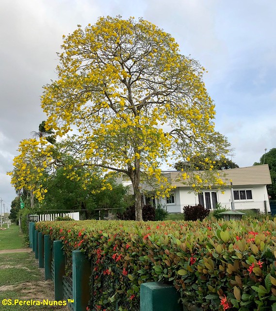 Ipê amarelo, Yellow Trumpet Tree, Paramaribo, Suriname