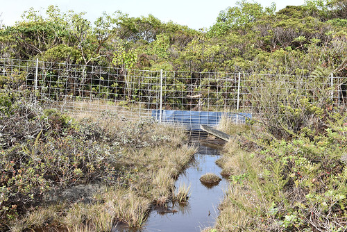Fence shown in the Alakai Swamp on the island of Kauai.