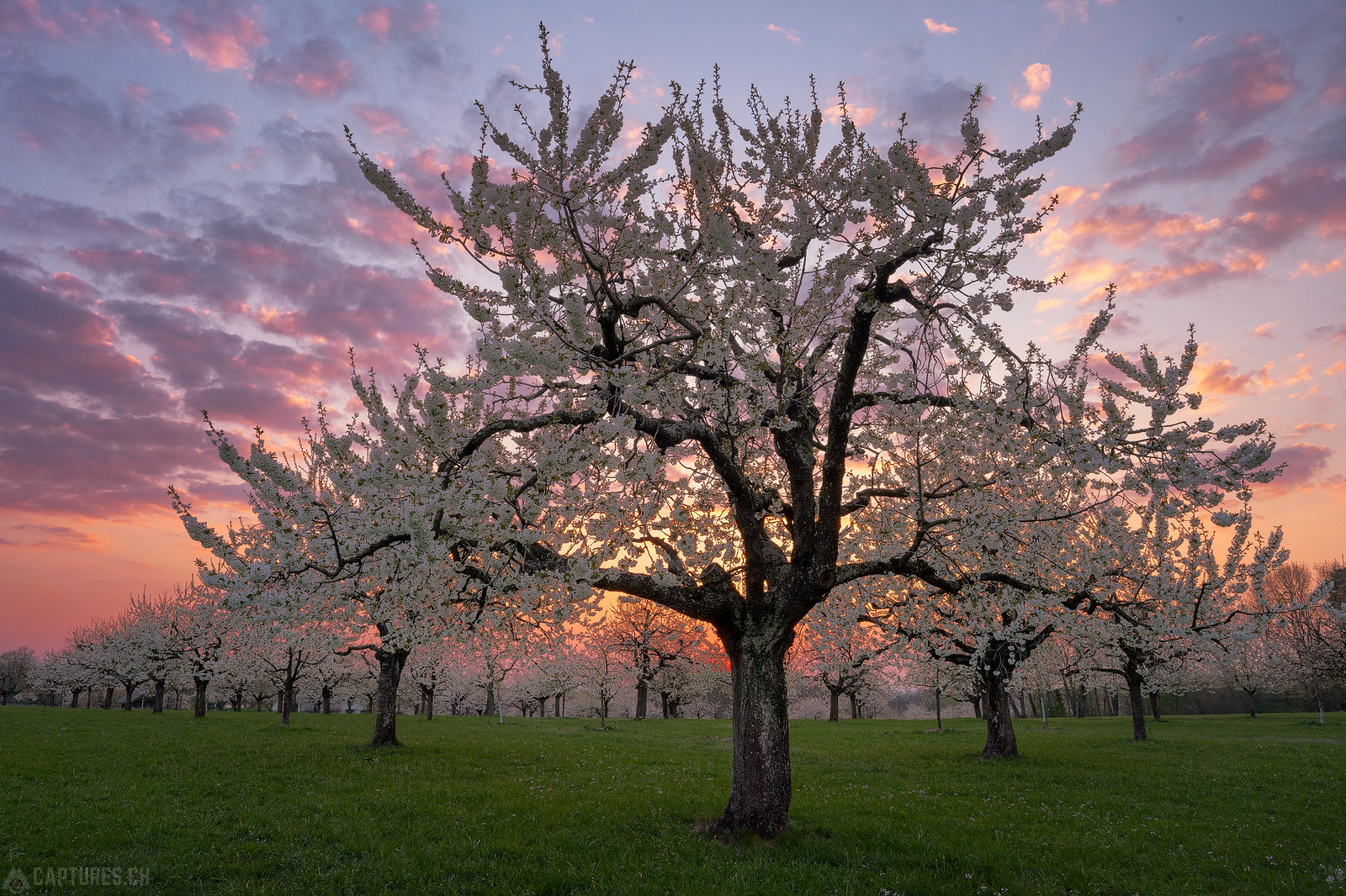 Cherry trees at sunset - Gempen