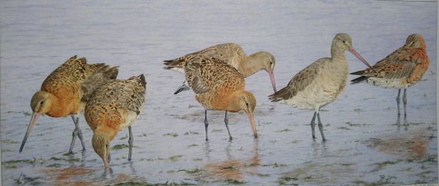 Godwits by Ian Rendall (@IRendall)