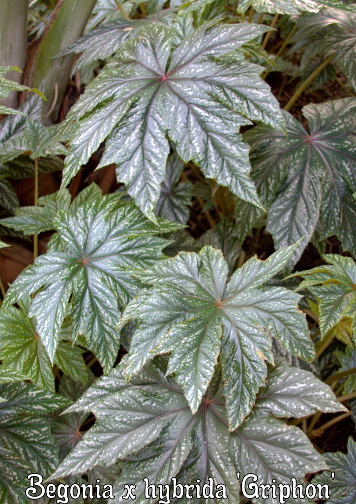 Begonia x hybrida 'Griphon'