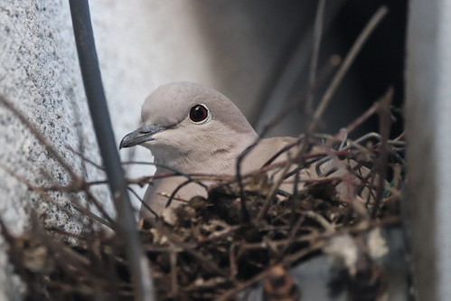 Nesting collared dove | by Jeff Everett 69