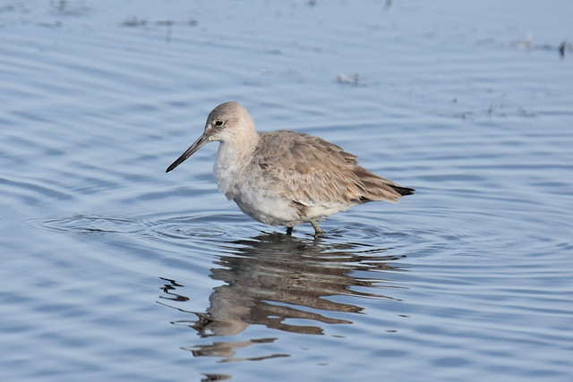Eastern Willet with reflection