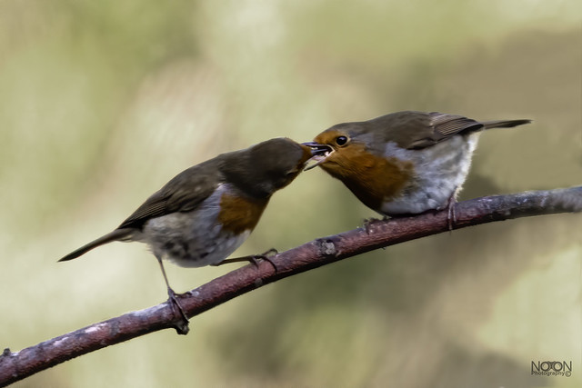 Robin, Erithacus rubecula, Courtship feeding.