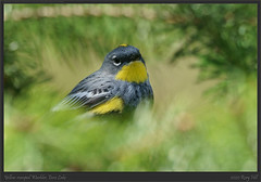 Yellow-rumped Warbler, Enos Lake