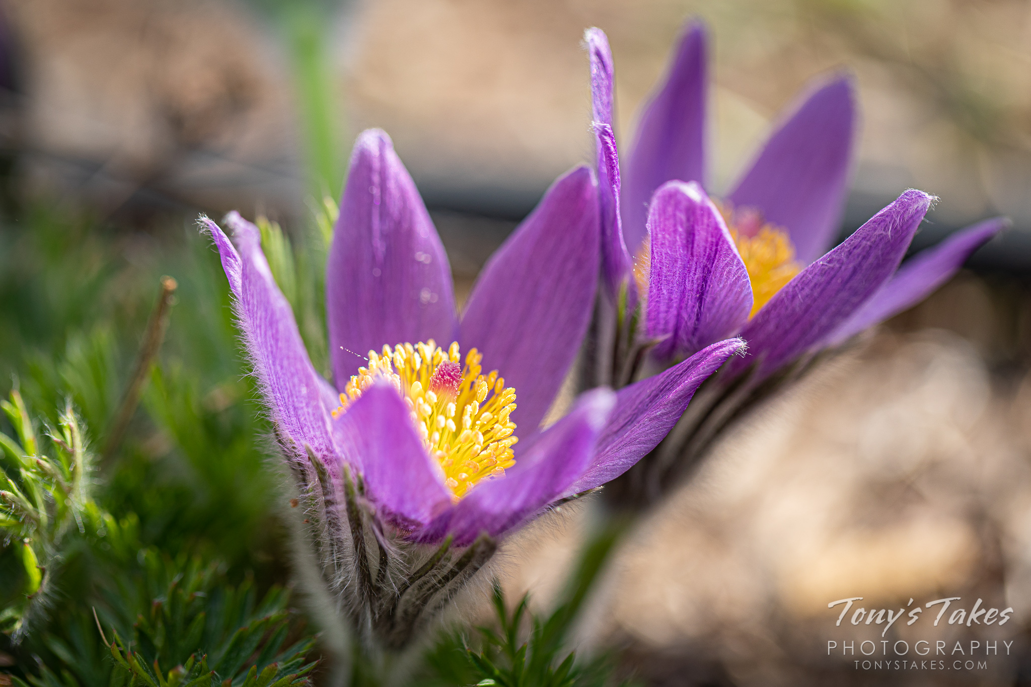 Springtime blooms | Tony's Takes Photography