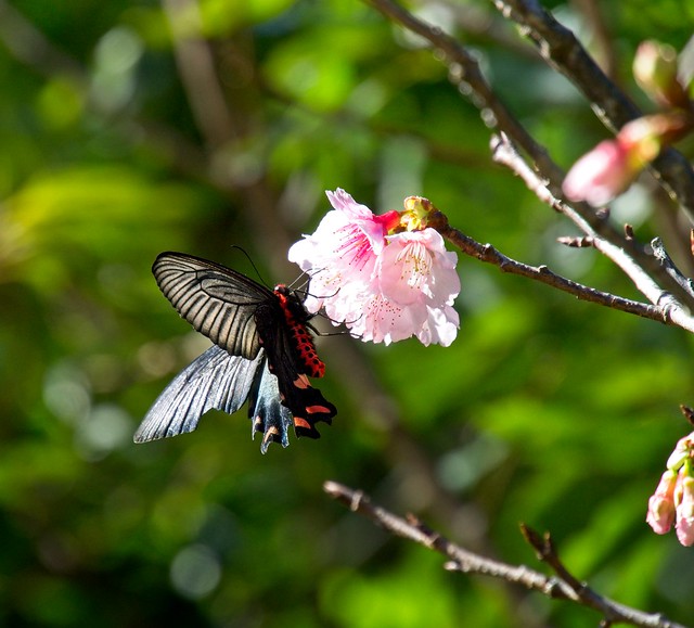 Oriental black swallowtail on a sakura blossom