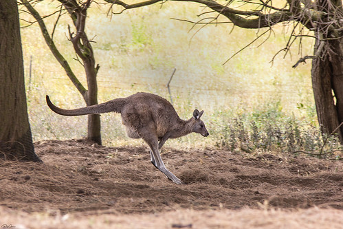 Eastern Grey Kangaroo - Macropus giganteus | by Rafi Amar Wildlife Photography